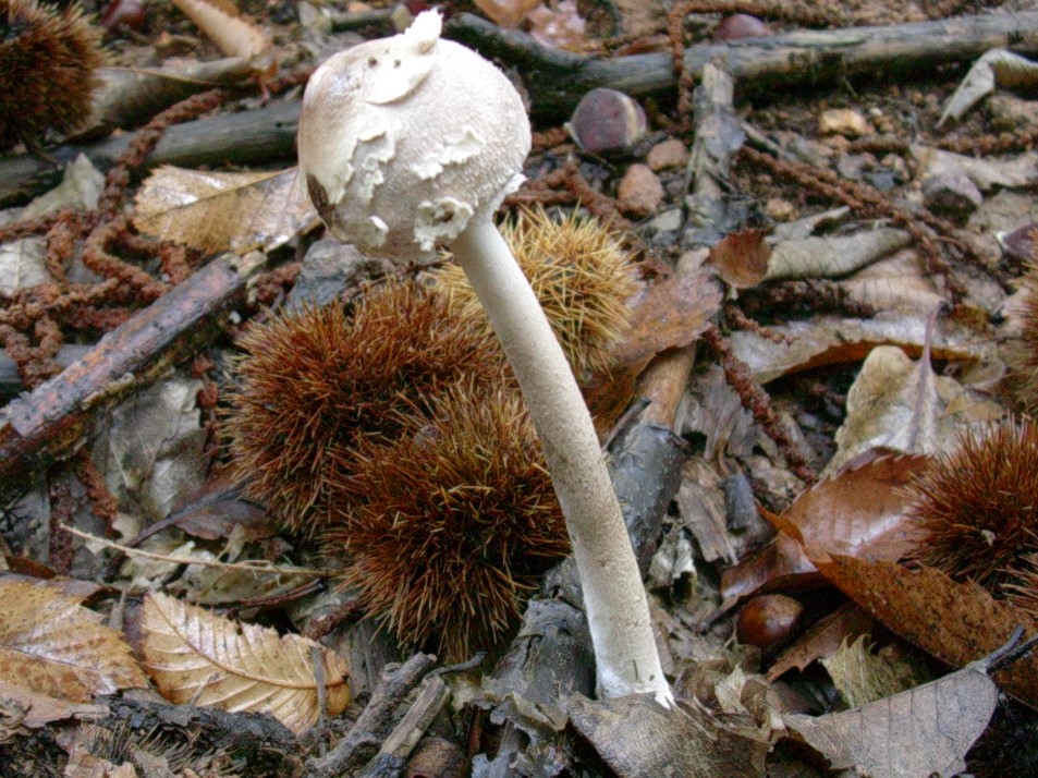 481 Ottobre vecchio ritrovamento